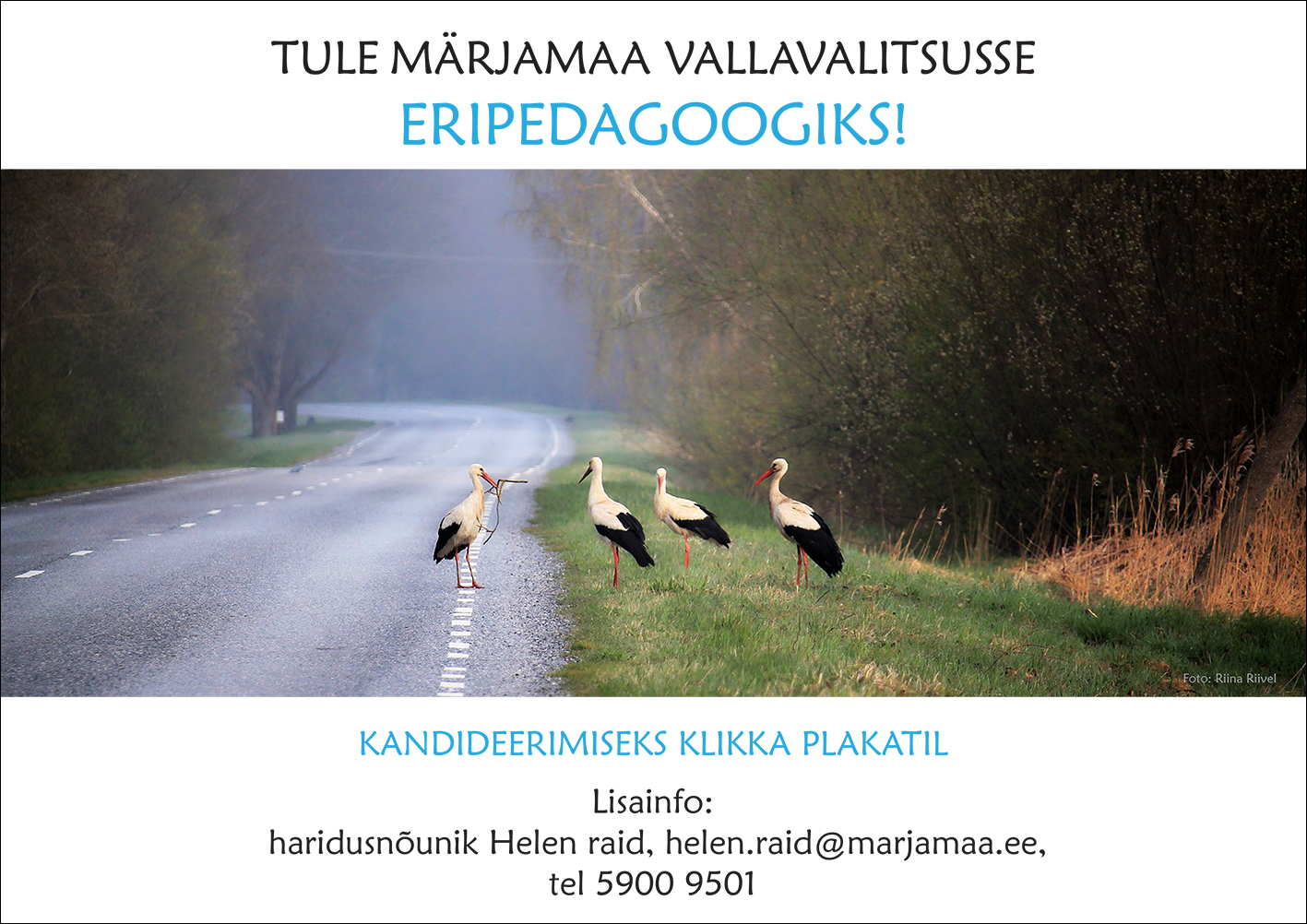 Pildil on asfalttee, millel seisab tee peal üks valge toonekurg raag suus, tema vastas teepervel seisavad ja vaatavad teda veel kolm kurge. Pildi ülal valgel ribal: Tule Märjamaa Vallavalitsusse eripedagoogiks! Pildi all valgel ribal on tekst: Kandideerimiseks klikka plakatil. Lisainfo: haridusnõunik Helen Raid, helen.raid@marjamaa.ee, tel 5900 9501.