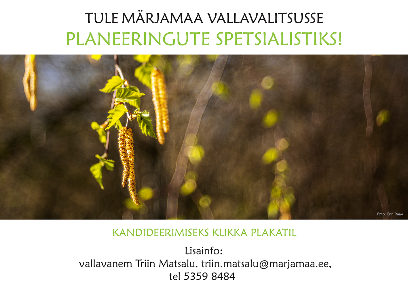 Plakatil on pilt kasokstest koos värskete lehtede ja kaseurbadega. Pildi üsaosas valgel taustal on kiri: Tule Märjamaa Vallavalitsusse planeeringute spetsialistiks! Pildi all valgel taustal on kiri: Kandideerimiseks klikka plakatil. Lisainfo: vallavanem Triin Matsalu, triin.matsalu@marjamaa.ee, tel 5359 8484.