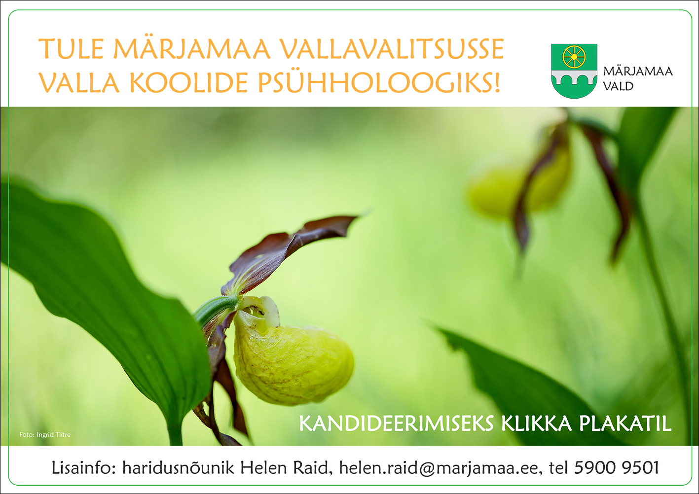 Pildil on vasakul pool fookuses olev kuldking, paremal veidi eemal teine, mis on fookusest väljas. Pildist ülal valgel ribal on tekst: Tule Märjamaa Vallavalitsusse valla koolide psühholoogiks!. Pildi all valgel ribal on tekst: Lisainfo: haridusnõunik Helen raid, helen.raid@marjamaa.ee, tel 5900 9501. Pildi allosas on tekst: kandideerimiseks klikka plakatil.