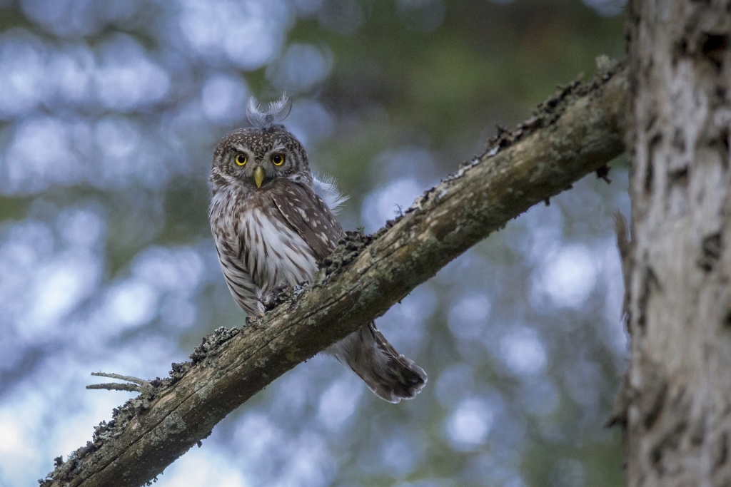 glaucidium-passerinum-4848941_1920.jpg