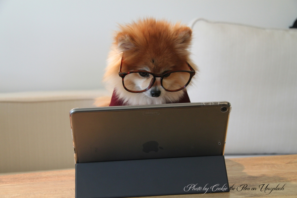 Koer arvuti taga. cookie-the-pom-gySMaocSdqs-unsplash._0.jpg