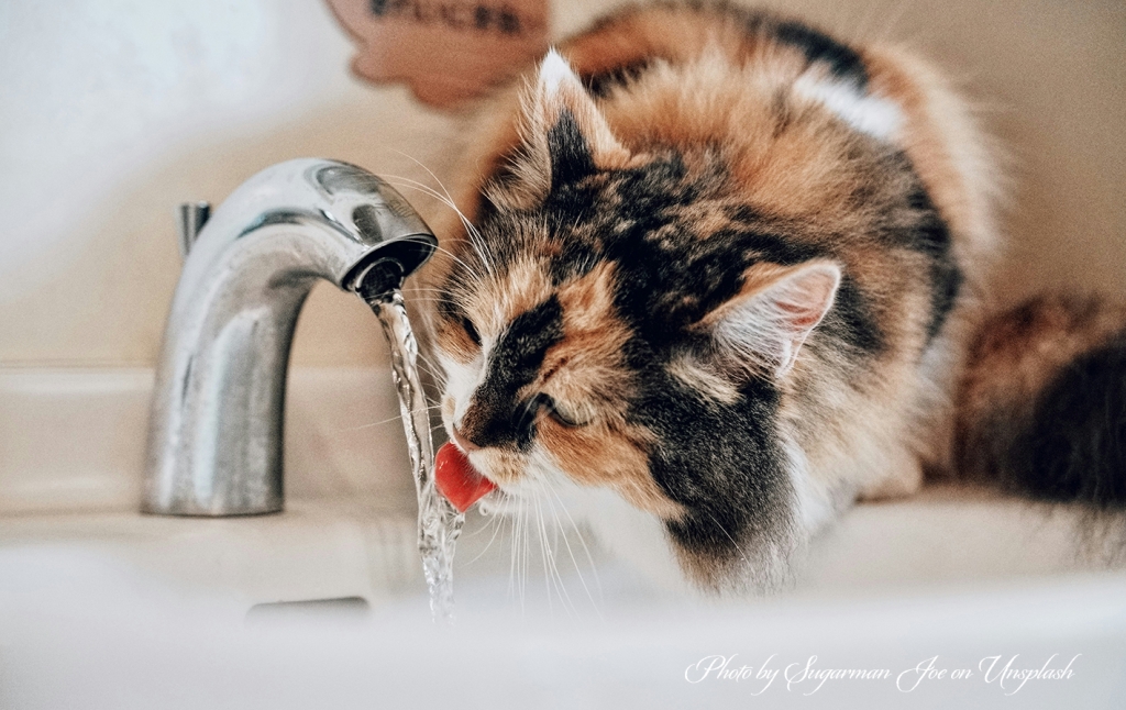 Kass joomas kraanivett. sugarman-joe-ofQGFkGx7_U-unsplash._0.jpg