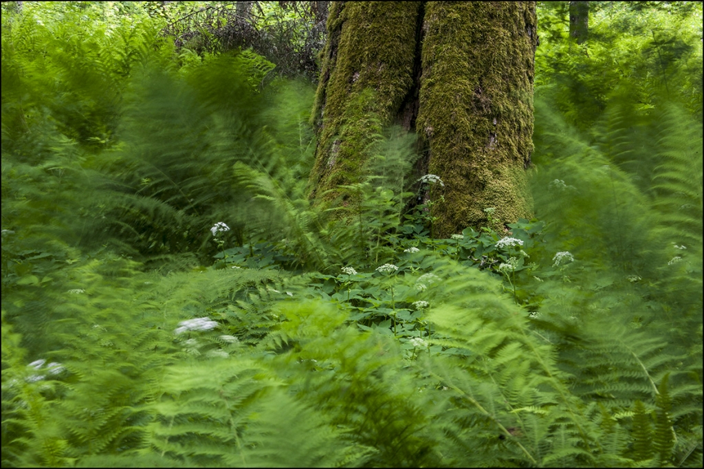 20180624. Vana-Vigala. Hirvepark. 5979.1._0.jpg