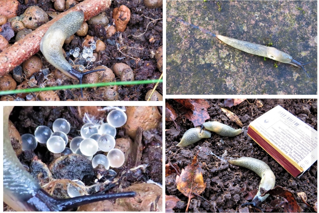 mustpeanälkjas_Ene Grass_teokaart.jpg