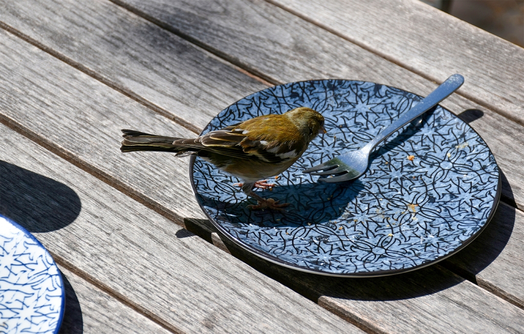 Varblane taldrikul. Photo by Ries Bosch on Unsplash._0.jpg