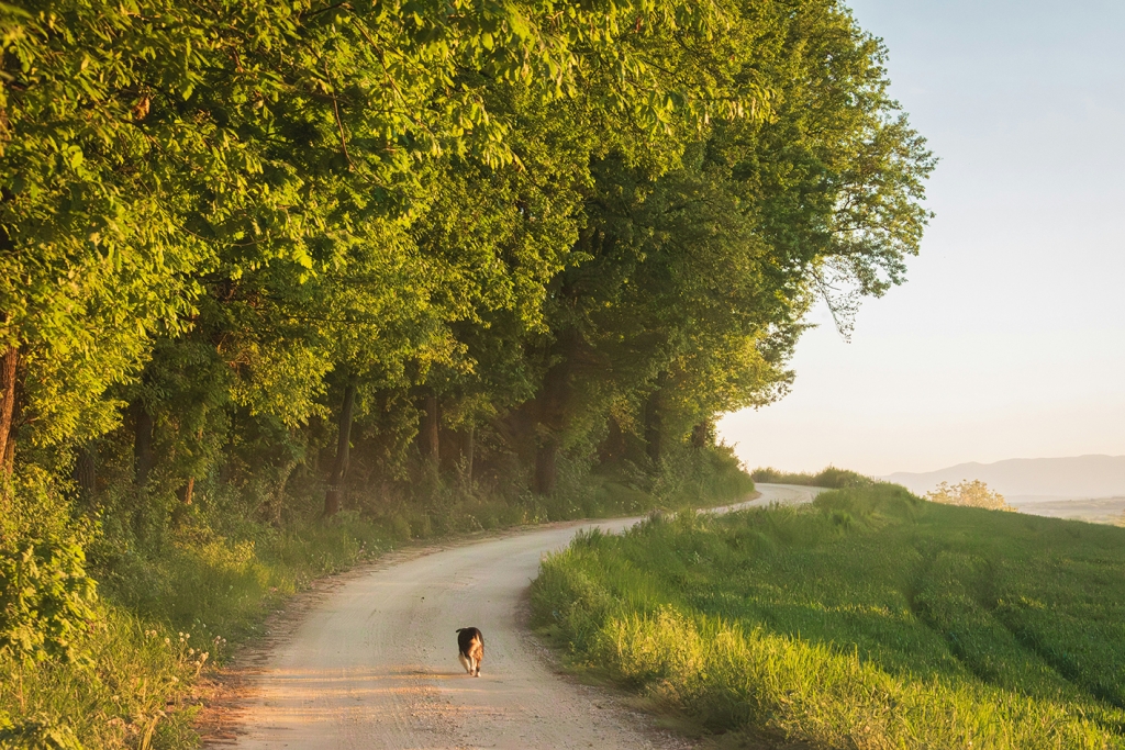 Tee jooksva koearaga. Photo by Sanela Arsenić on Unsplash._0.jpg
