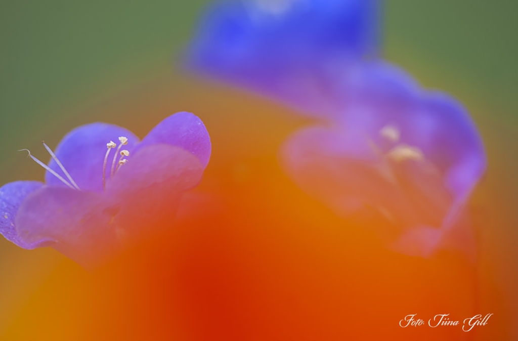 20160710. Blue and orange. 1949. veeb._0.jpg