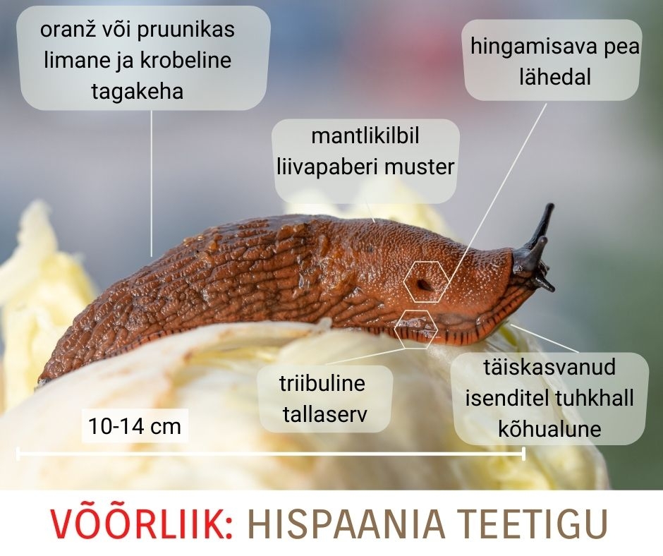 Hispaania teetigu_0.jpg